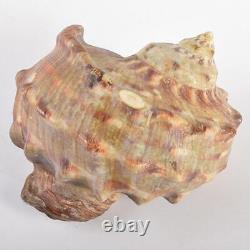 EBISU GOD Seashell Sculpture Shell Carving Japanese Antique Fine Art