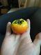 Extremely Fine Japanese Persimmon With Carve D Scene Inside Signed In Display Case