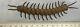 Fine Antique Japanese Centipede Bronze Engraving Okimono Signed Insect