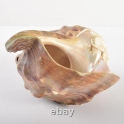 Ebisu God Seashell Sculpture Shell Carving Antique Fine Art Japonais